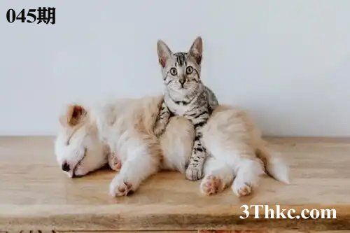 正在下载中...